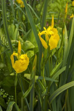 Bahçedeki güzel sarı çiçekler