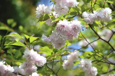 Baharda kiraz ağacının beyaz çiçekleri 