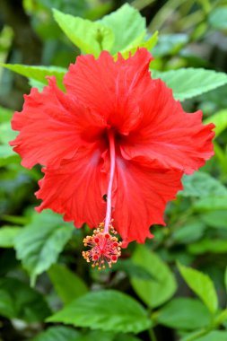 kırmızı Çiçek bahçesinde yakın çekim