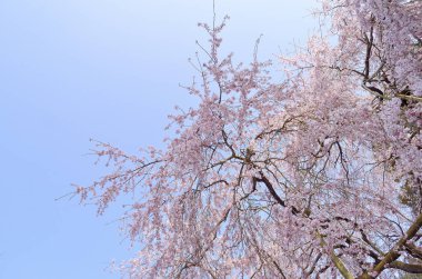 Baharda kiraz ağacının beyaz çiçekleri 