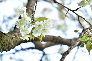 Kiraz çiçeği, Japonya 'da sakura