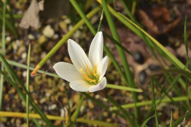 güzel çiçek arkaplan görüntüsü 
