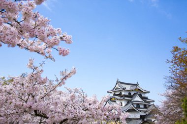 Japonya 'da Bahar Kiraz Çiçeği Sahnesi