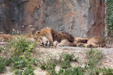 Hayvanat bahçesinde uyuyan aslan