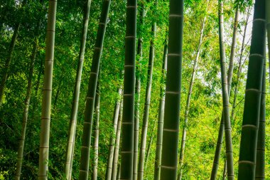 Taze yeşil yapraklı bambu ormanı