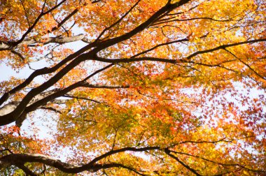Parlak sonbahar yapraklı ağaç dalları, sonbahar bitkileri