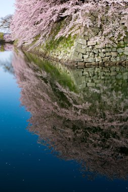 Japonya 'da kiraz çiçeği