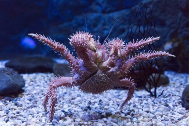Akvaryumda kırmızı deniz yengeci