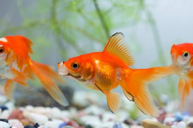 Akvaryumdaki tatlı altın balıklar, yakın çekim. 