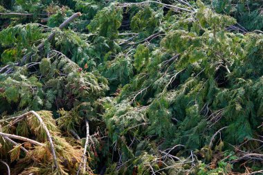 Sonbahar ormanında büyük bir odun yığını