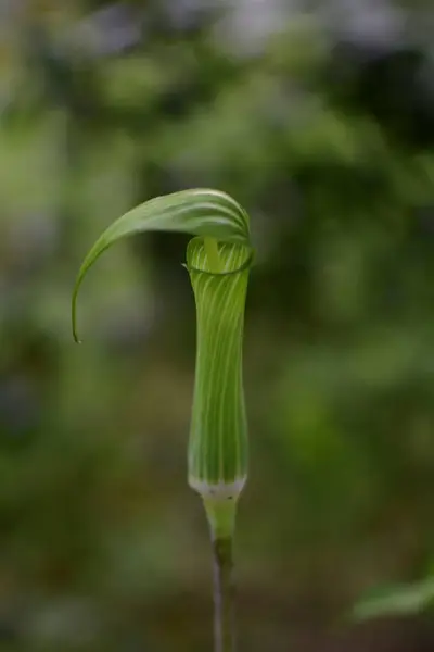 Bahçedeki Yeşil Bitki — Stok fotoğraf