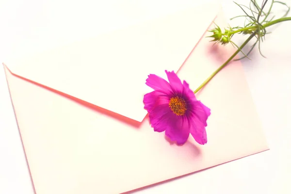 Enveloppe Avec Une Fleur Sur Fond Blanc Fond Floral Printanier — Photo