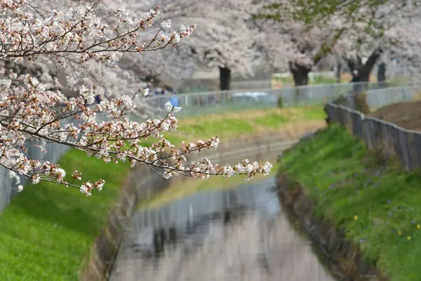 Flor Sakura Japão — Fotografia de Stock
