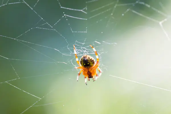 Hämähäkki Verkossa Metsässä Luonto Tausta — kuvapankkivalokuva