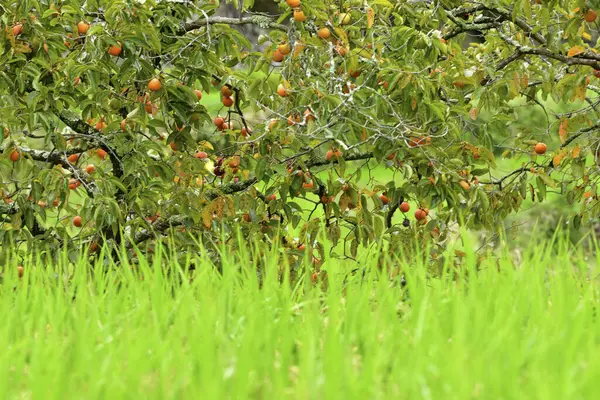 果樹園の木の上にリンゴを熟成する — ストック写真