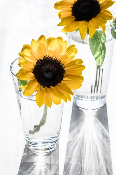 Dvě Slunečnice Květiny Brýlích Bílém Pozadí — Stock fotografie