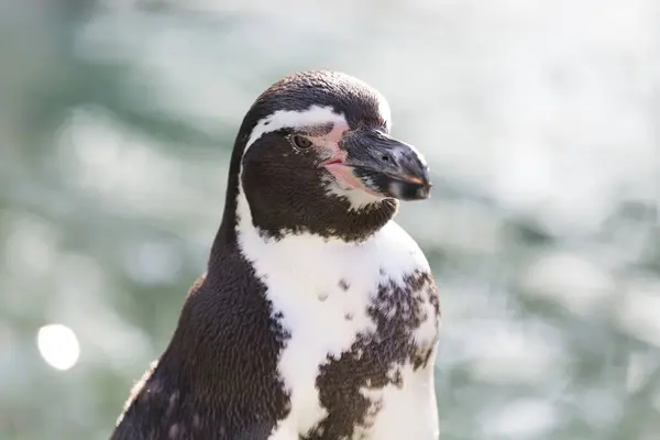 Pinguino Carino Uno Zoo — Foto Stock