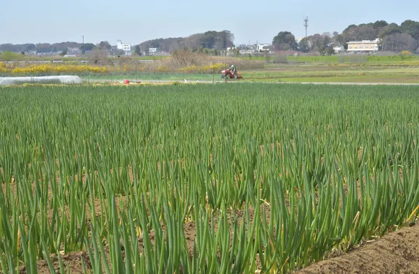 Kırsaldaki Pirinç Tarlası — Stok fotoğraf