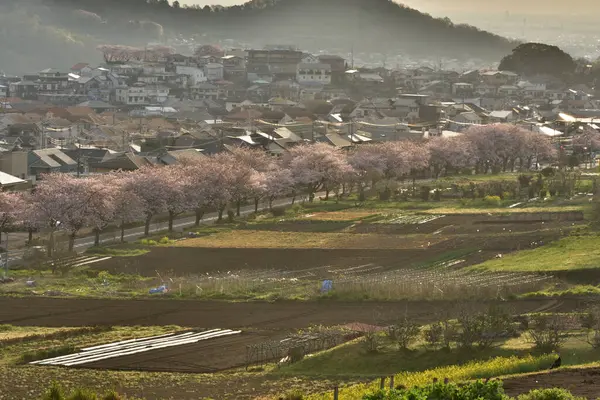 Время Цветения Сакуры Японии — стоковое фото
