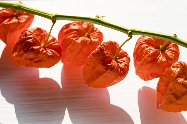Närbild Apelsintorkade Blommor Blåklockor — Stockfoto