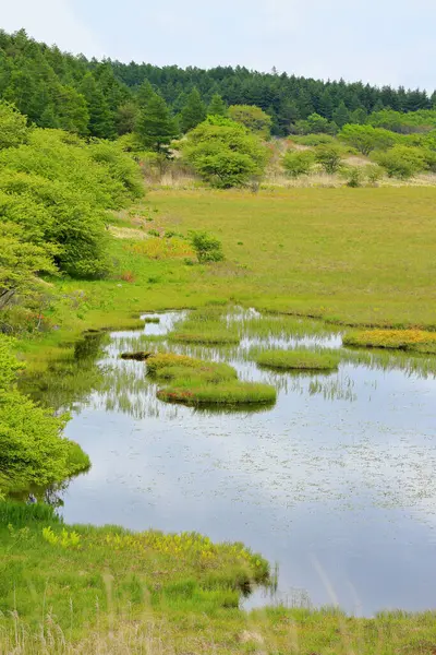 Yeşil Çimenli Güzel Bataklık Manzarası — Stok fotoğraf