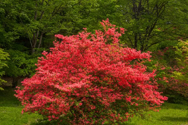 Parkta kırmızı rhododendron çiçekleri