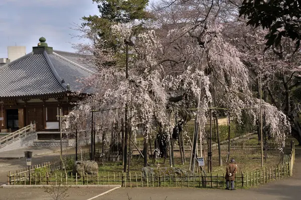 Fiore Ciliegio Sakura Bella Vista Sullo Sfondo — Foto Stock