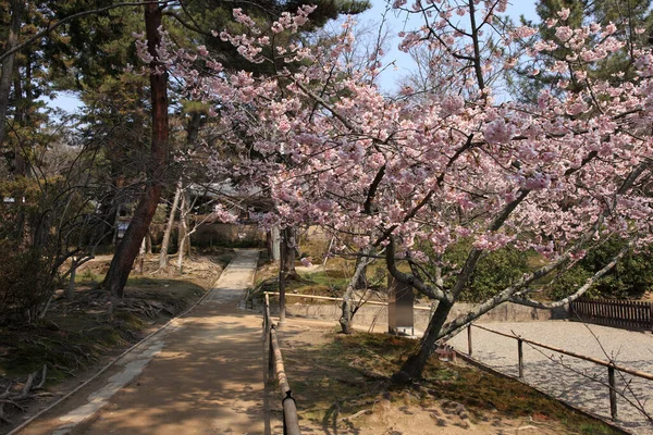Flores Cereja Japonesas Flores Sakura Japão — Fotografia de Stock
