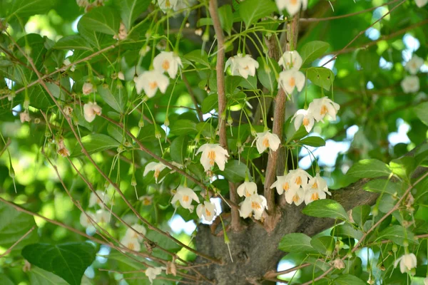 Λευκά Λουλούδια Και Λουλούδια Γιασεμί Στον Κήπο Κοντά — Φωτογραφία Αρχείου