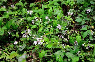 Bahçede büyüyen yabani çiçekler