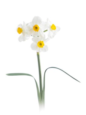 Beyaz arkaplanda beyaz nergis