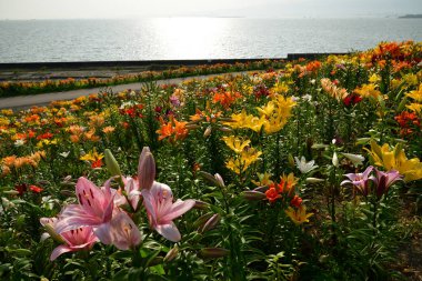 Renkli çiçeklerin yakın plan çekimi.