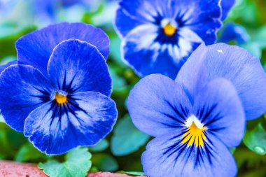 Bahçedeki mavi çiçekler