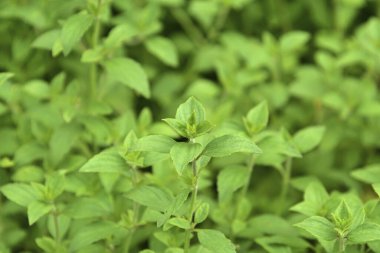 Bahçede taze yeşil fesleğen