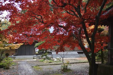 Japonya 'da sonbahar akçaağaç ağaçları