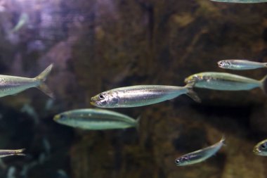 akvaryum balık yakın çekim