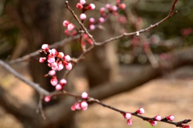 Güzel botanik fotoğrafı, doğal duvar kağıdı.