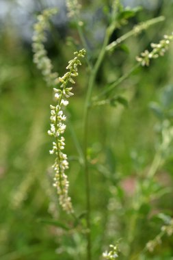 Güzel botanik fotoğrafı, doğal duvar kağıdı.
