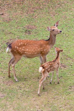 Japonya 'daki Nara parkında yeşil çimlerin üzerinde toplanan bir grup geyik.