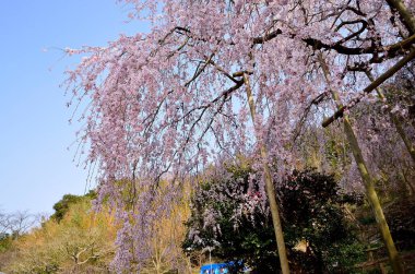 Baharda kiraz ağacının beyaz çiçekleri 