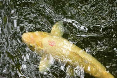 Göldeki koi balığı.