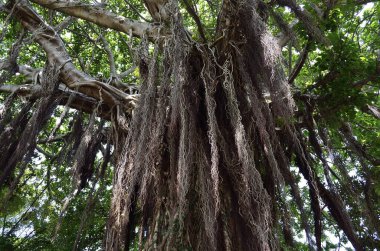 Yeşil yapraklı büyük ağaç, doğa arka planı