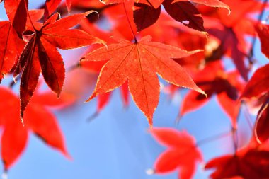 Kırmızı yapraklı sonbahar manzarası