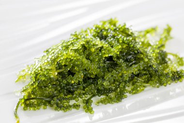 Caulerpa lentillifera (deniz üzümü), Asya-Pasifik kıyı bölgelerinden gelen ulvofit yeşil alglerin bir türüdür.