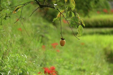 Güzel botanik fotoğrafı, doğal duvar kağıdı.