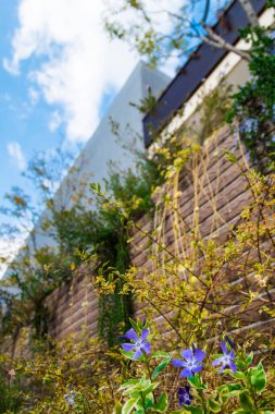 Güzel mavi çiçekler ve çitlerin yanında yetişen yeşil bitkiler.