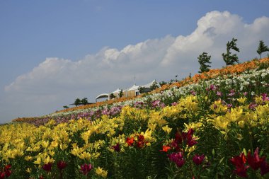 Bahçedeki güzel çiçekler