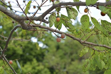 Küçük kırmızı böğürtlenli yeşil çalılara yakın çekim 