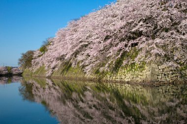 Japonya 'da kiraz çiçeği