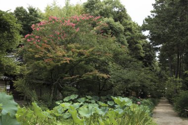 Güzel botanik fotoğrafı, doğal duvar kağıdı.